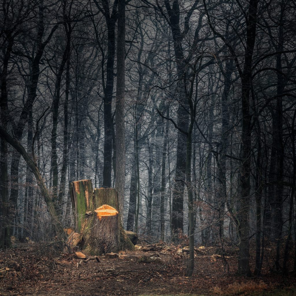 Umgestürzter Baum durch Unwetter Wer muss für Beseitigung aufkommen